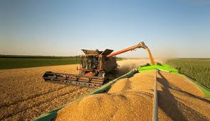 Combine harvester loading grain onto trailer