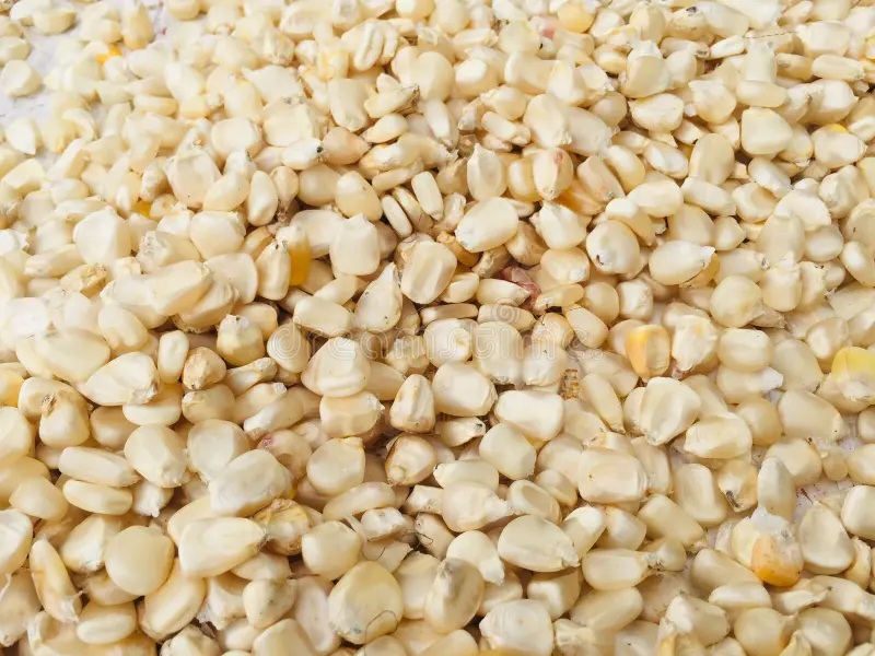 Clean White Maize Grain Kernels Bulk
